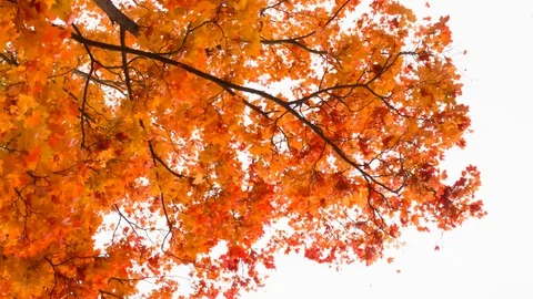 Wind Rips Off the Bright Fall Foliage HD Pro Vidéo 123099541