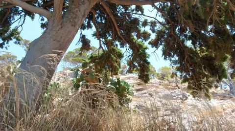 The wind on the rock Stock Footage 52128722