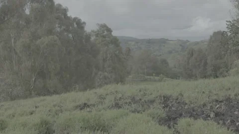 Wind rocking the trees Stock Footage 220523894