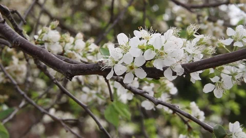 The wind rocks the white plum flowers in spring time Stock Footage 95387380