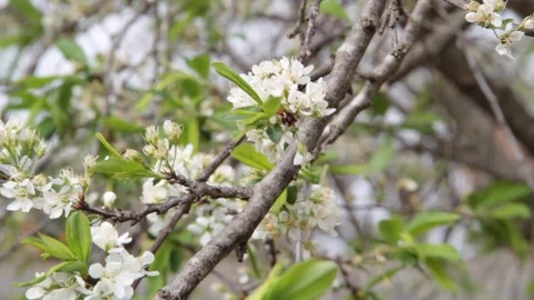 The wind rocks the white plum flowers in spring time Stock Footage 95387585