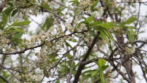 The wind rocks the white plum flowers in spring time Video stock 95387690