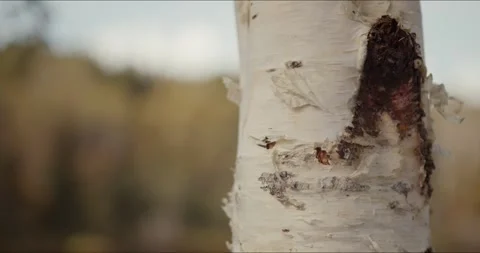 The wind ruffles the bark of an autumn tree Stock Footage 305915842