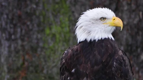 Wind Ruffles the feathers of a Bald Eagle who sits peacefully observing his Stock Footage 85025304