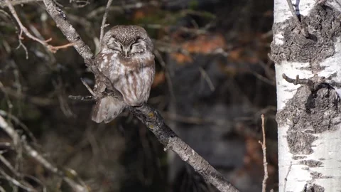 Wind ruffles the feathers of a roosting boreal owl on a cold winter day. Filmed Stock Footage 345096660