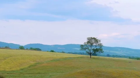 Wind in the rural field with tree 스톡 동영상 71538815