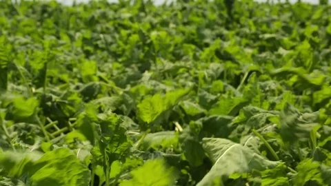 The wind rustles beet tops Stock Footage 82307853