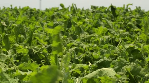 The wind rustles beet tops Stock Footage 82308419