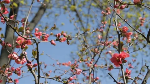 Wind rustles branches in blossom Video stock 7740735