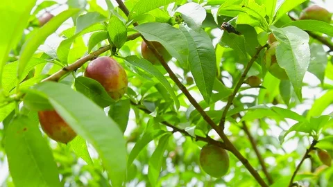The wind rustles the branches of the nectarines tree with fruits Stock Footage 75283362