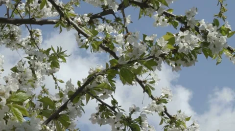 Wind rustles cherry branches in white blossom Stock-Footage 7740779