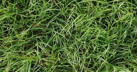 wind rustles the green grass in the dayt... | Stock Video | Pond5