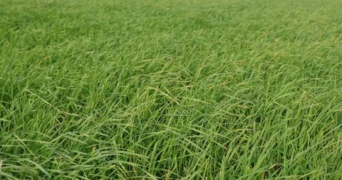wind rustles the green grass in the dayt... | Stock Video | Pond5