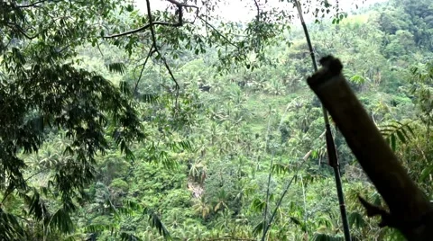 Wind rustles green leaves of trees and plants. Tropical. background. Stock Footage 48962260