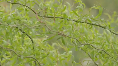 Wind rustles green wavy willow branches Stock-Footage 7753064