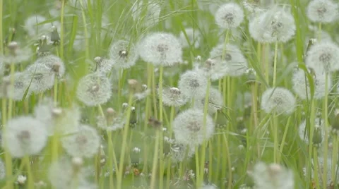 Wind rustles green weed and dandelions Stock Footage 7766728