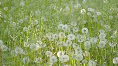 Wind rustles green weed and dandelions Stock-Footage 7766744