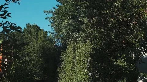 The wind rustles in the leaves of the trees in the forest with blue sky Stock Footage 156680821