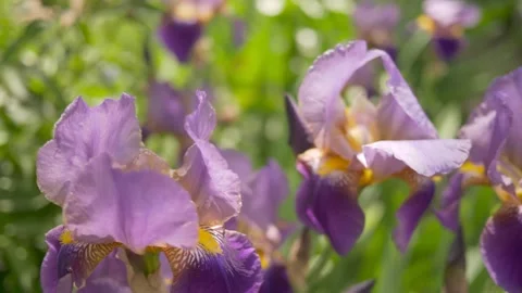 The wind rustles purple irises. Flowers closeup. Видео 130695564