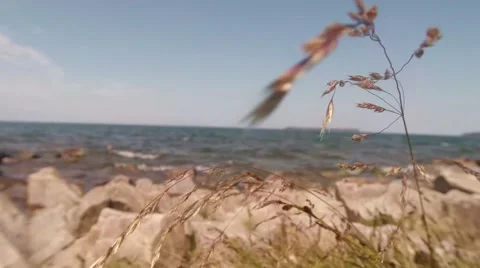 Wind Rustles Supple a Few Herb Bushes on The Rocky Shores of Lake Baikal Stock Footage 58367526
