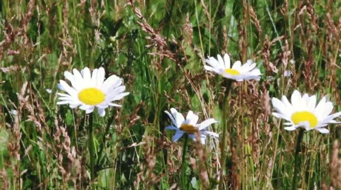 The wind rustles white flowers Stock Footage 40642028