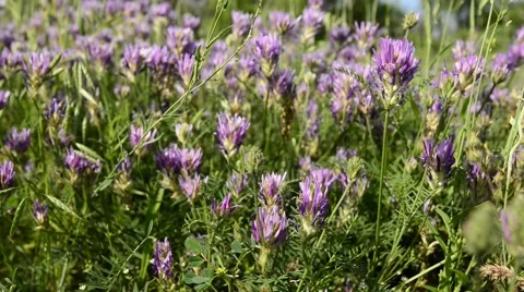 Wind rustles wildflowers, close-up Video stock 64272965