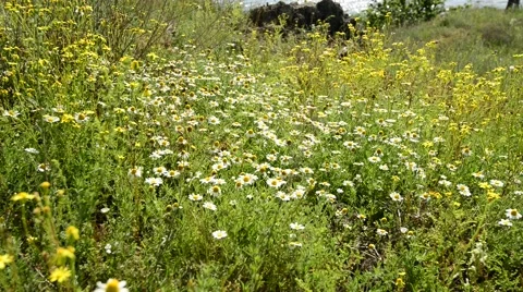 Wind rustles wildflowers Stock-Footage 64272955