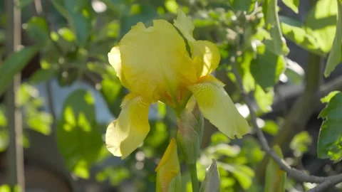 The wind rustles yellow iris. Flower closeup. Видео 130695575