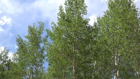 Wind Rustling Aspen Leaves Green Mountain Colorado Stock Footage 80561678