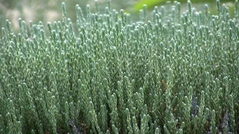 Wind Rustling Foliage Along Cape Cod Stock Footage 106726170