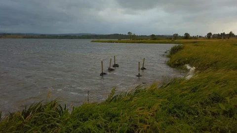 Wind rustling grass on lake edge Stock Footage 113915828