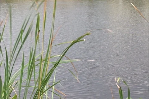 Wind Rustling Grasses by Irrigation Gate near Florida Everglades Stock Footage 121355953