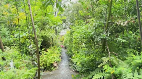 A wind is rustling green leaves and flowers in garden in flower store in summer Stock Footage 321384766
