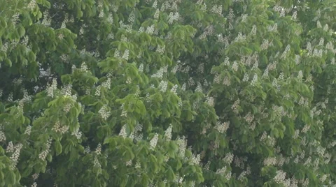Wind rustling the leaves of flowering chestnut trees Stock Footage 7766764