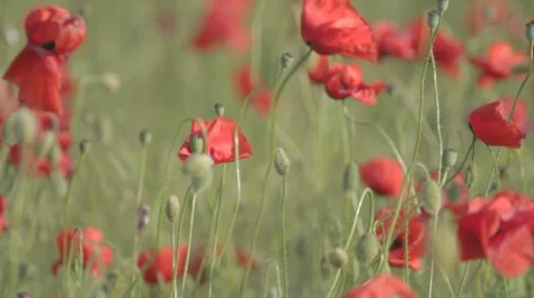 Wind rustling red poppies Stock-Footage 7769140