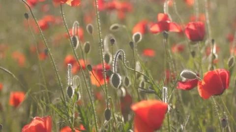 Wind rustling red poppies with green bulbs Stock-Footage 7769161