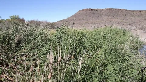 Wind rustling the reeds Stock Footage 154910902