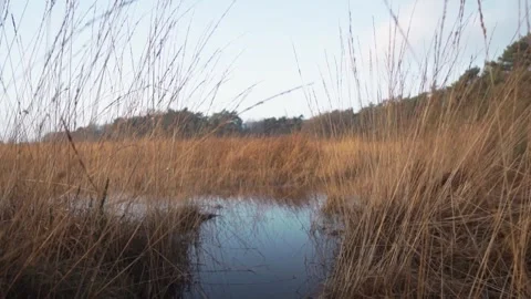 Wind rustling through reeds along the tranquil edge of a pond on an overcast day Stock Footage 292924394
