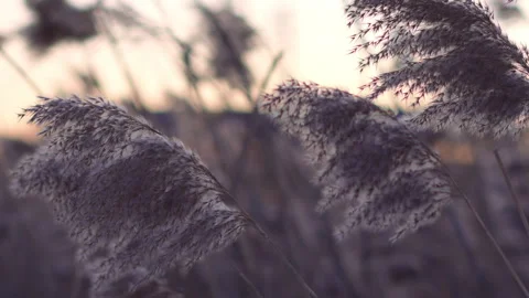 Wind rustling through reeds at dusk in a quiet winter landscape Video stock 327689745