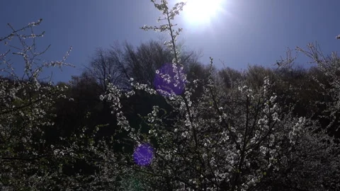Wind Scattering Flower Petals from Blooming Tree. Slow Motion Video stock 303592773