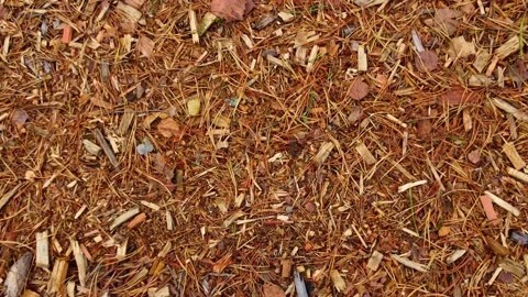 The wind scatters dried leaves and yellow needles on the sides. Stock Footage 143634002