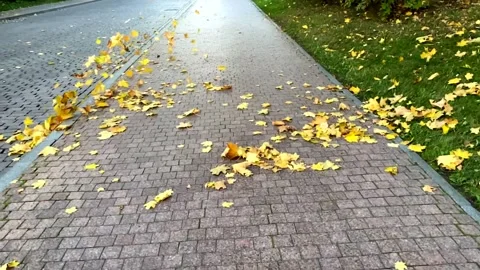 The wind scatters yellow maple leaves on the sidewalk. Autumn leaves Video stock 162641211