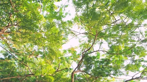 Wind sea through branch of trees in evening. Stock Footage 111135804