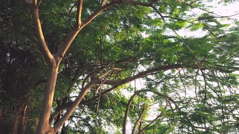 Wind sea through large trees in evening Stock Footage 108531376