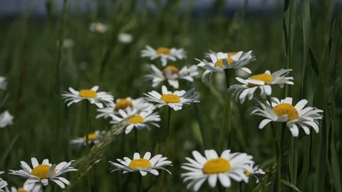 Wind shake chamomile in the field Stock Footage 111748759