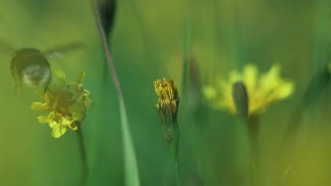 Wind Shake Flowers And Buds Of Dandelions On Green Grass. Bumble Bee Flies Stock Footage 166748897