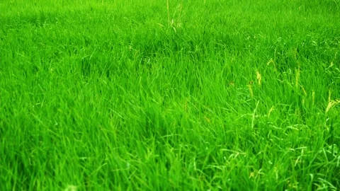 Wind shake green paddy rice field Stock Footage 284909721