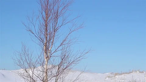 Wind shake small birch in open snowy field. MS pan shot Stock Footage 74991718