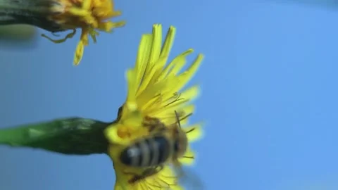 Wind Shake Yellow Dandelion And Buds Against Blue Sky. Bee Flies Away Stock Footage 166749030