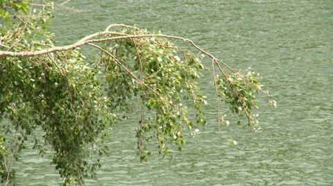 Wind shaken tree branches against river water Stock Footage 38700630
